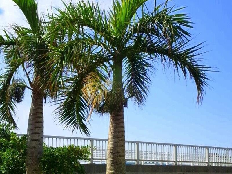 Guesthouse Nandeyanen - Hostel Okinawa Exterior foto